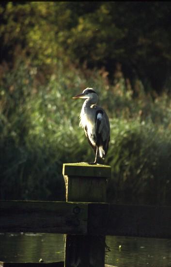 Heron