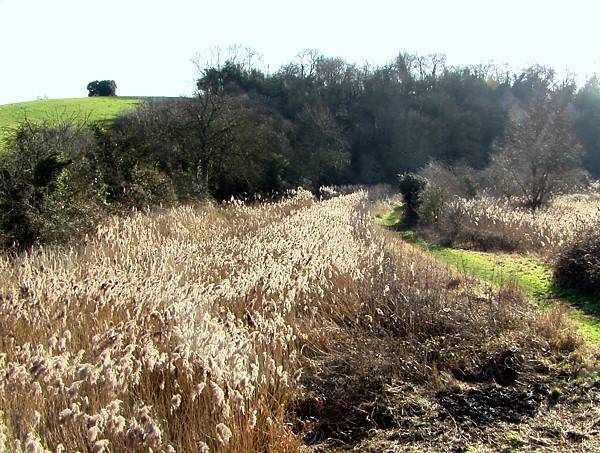 Near Linacre Bridge